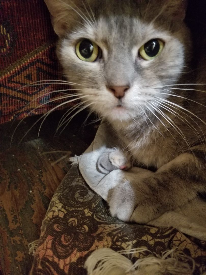 Gracie