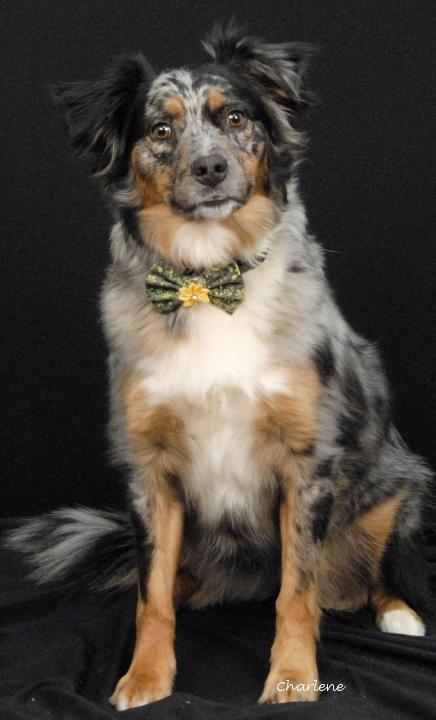 Maple, adopted, Adult Female Australian Shepherd.