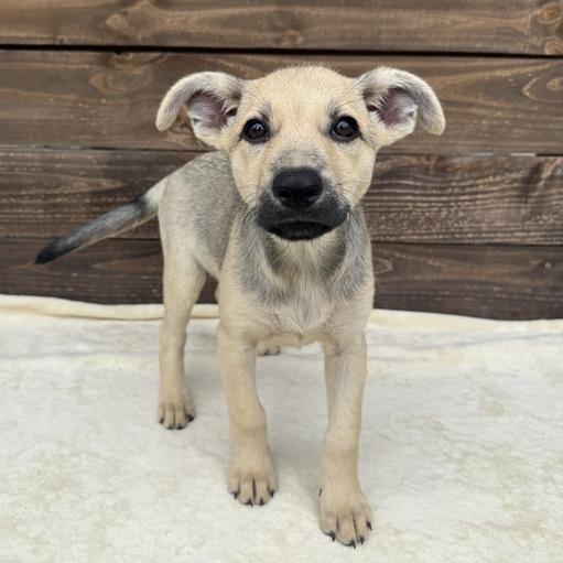 Doodlebop, Adoptable, Puppy Female German Shepherd Dog & Mixed Breed.