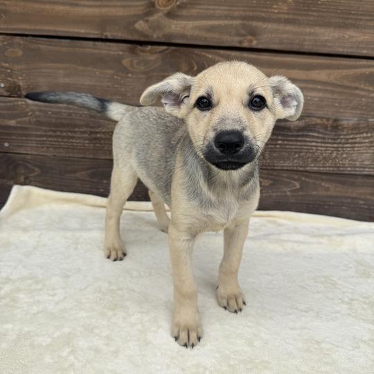 Doodlebop, a Adoptable mixed breed in Carencro, LA image 2/4
