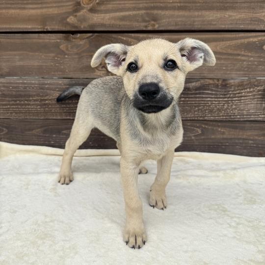 Doodlebop, a Adoptable mixed breed in Carencro, LA image 3/4