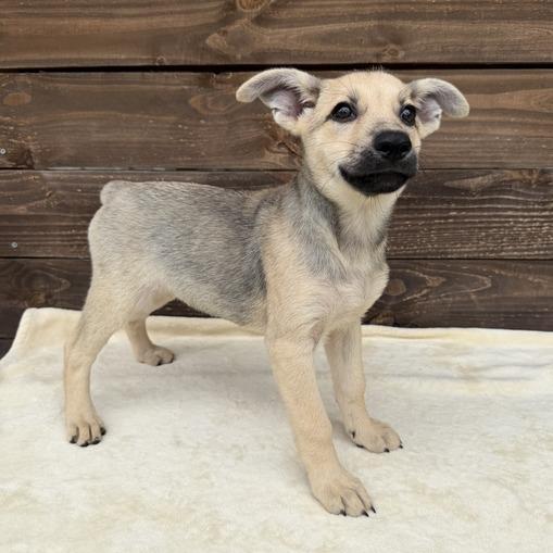 Doodlebop, a Adoptable mixed breed in Carencro, LA image 4/4
