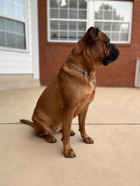 FL - Winnie/Tallahassee, Adopted, Young Female Bullmastiff.