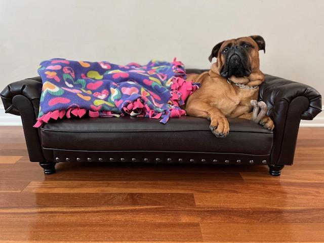 FL - Winnie/Tallahassee, Adopted, Young Female Bullmastiff.