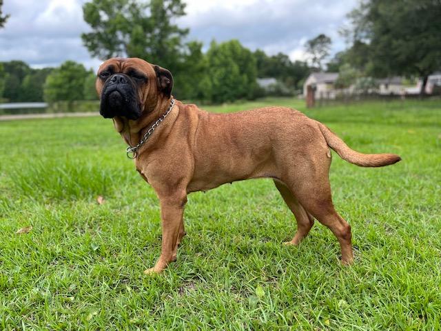 Enlarge FL - Winnie/Tallahassee, a Adopted Bullmastiff in Miami, FL image 3/3