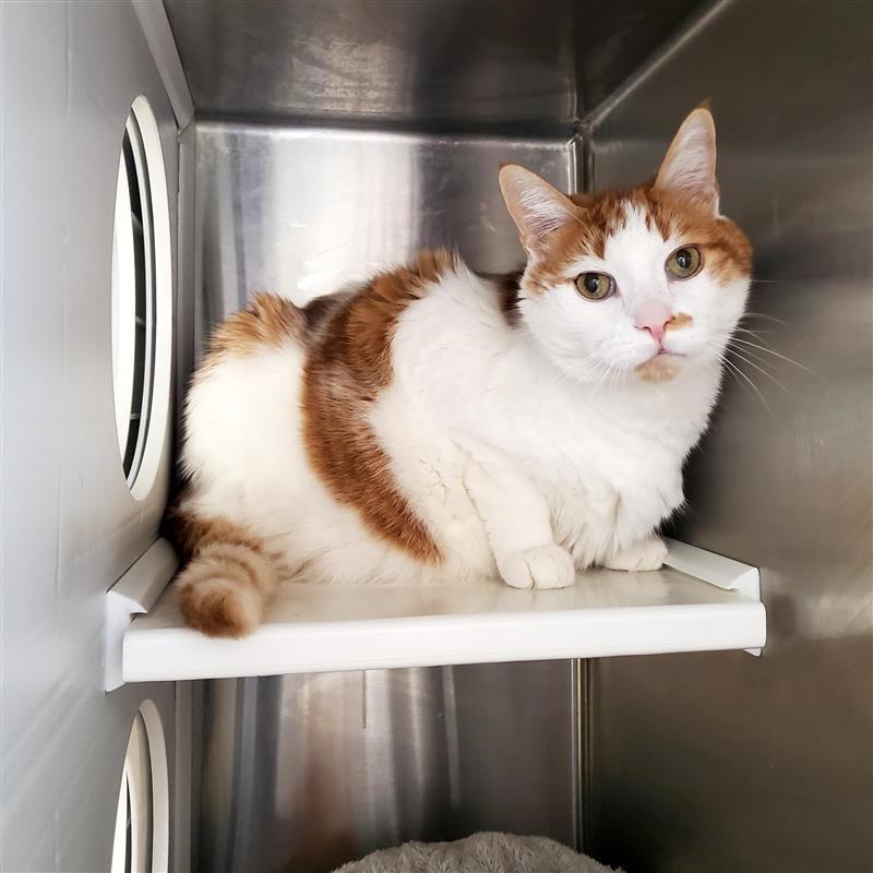 Kiwi, Adoptable, Senior Male Domestic Short Hair.