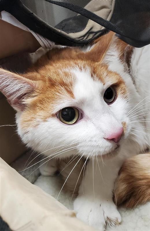 Enlarge Kiwi, a Adopted Domestic Short Hair in Elk Grove, CA image 2/3