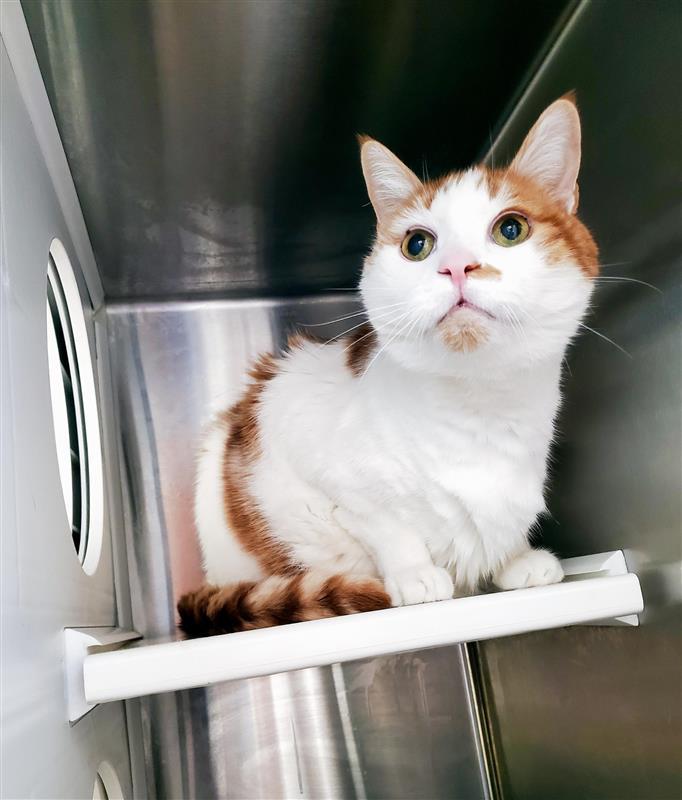 Enlarge Kiwi, a Adopted Domestic Short Hair in Elk Grove, CA image 3/3