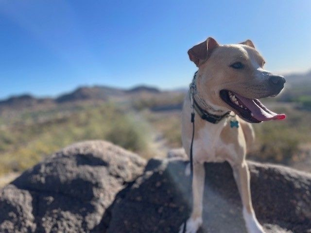 Enlarge Frisco, a Adopted mixed breed in PEORIA, AZ image 1/5