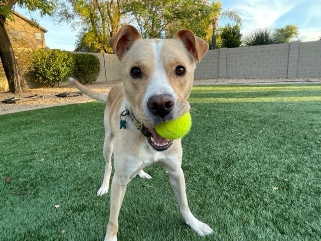 Enlarge Frisco, a Adopted mixed breed in PEORIA, AZ image 2/5