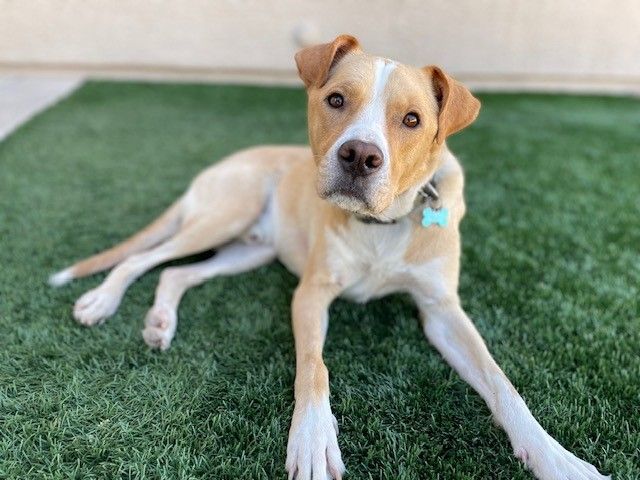 Enlarge Frisco, a Adopted mixed breed in PEORIA, AZ image 4/5