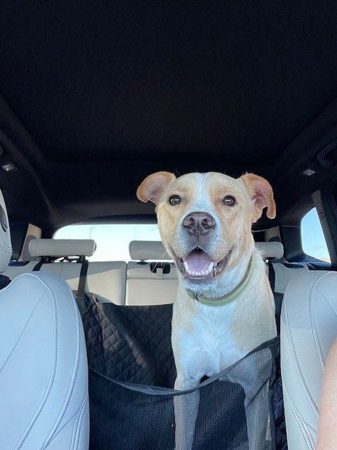 Enlarge Frisco, a Adopted mixed breed in PEORIA, AZ image 5/5