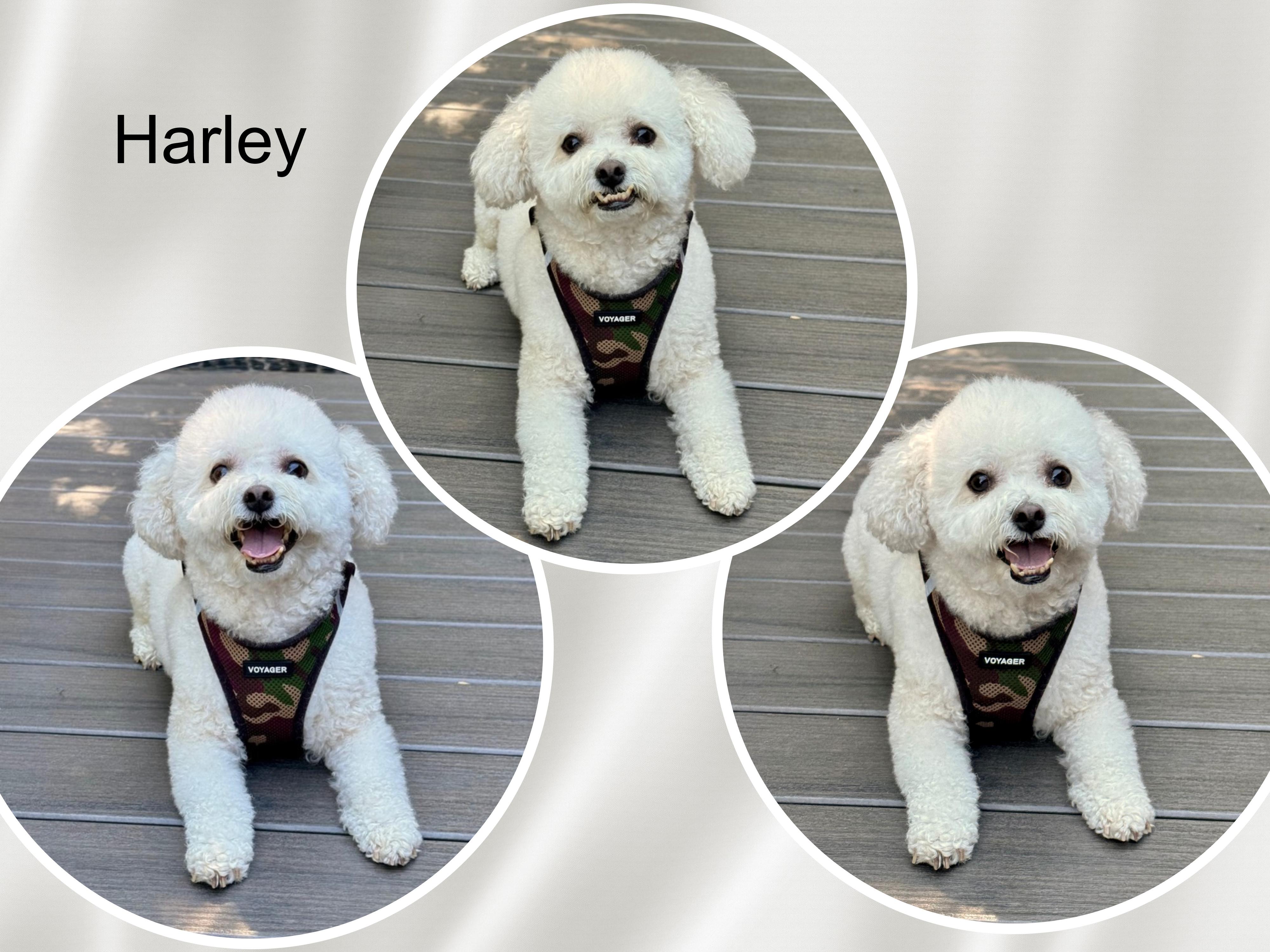 Enlarge Harley - GA, a Adoptable Bichon Frise in Atlanta, GA image 1/1