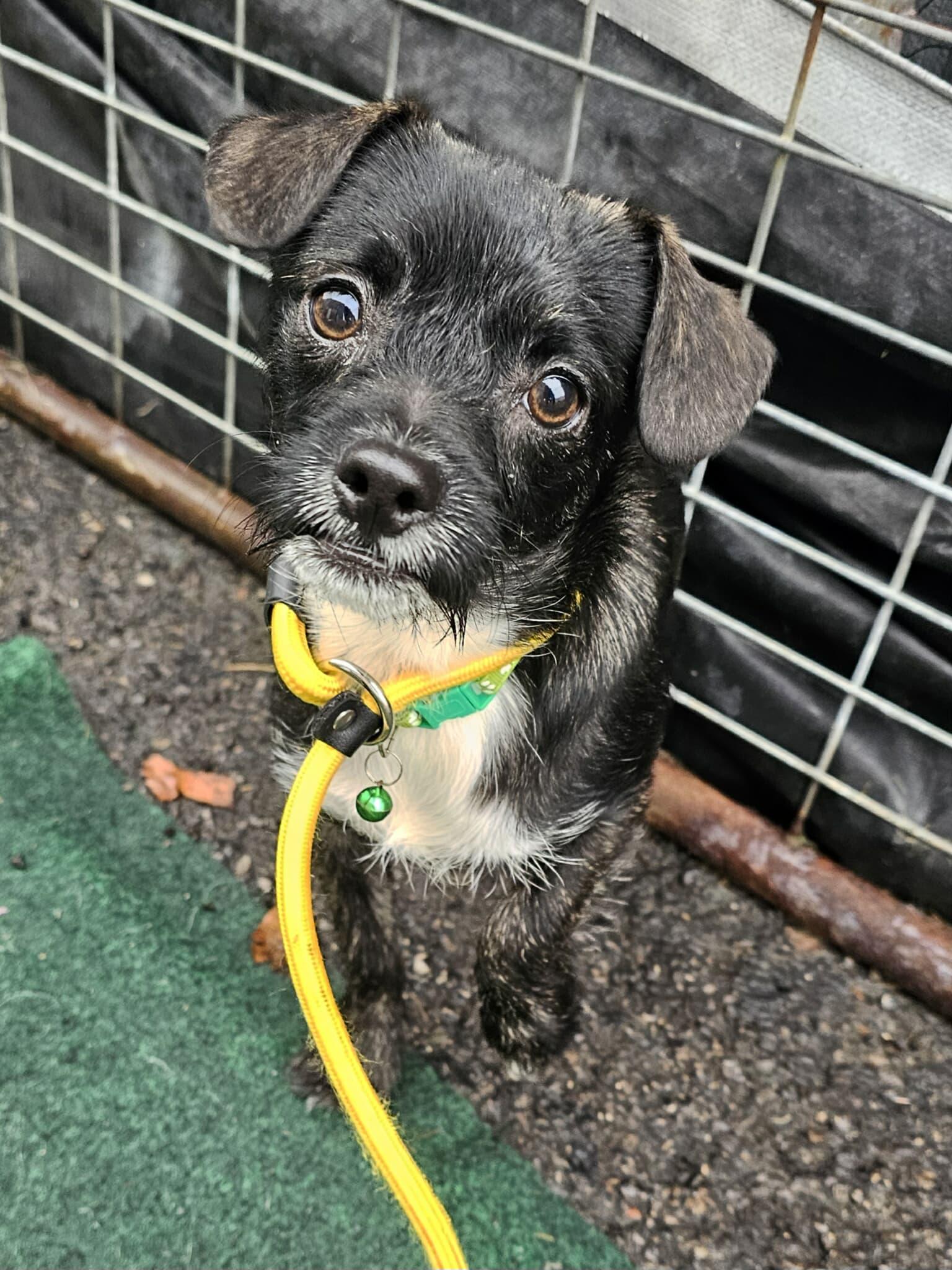 Artic~ new arrival, Adoptable, Young Male Cairn Terrier & Chihuahua.