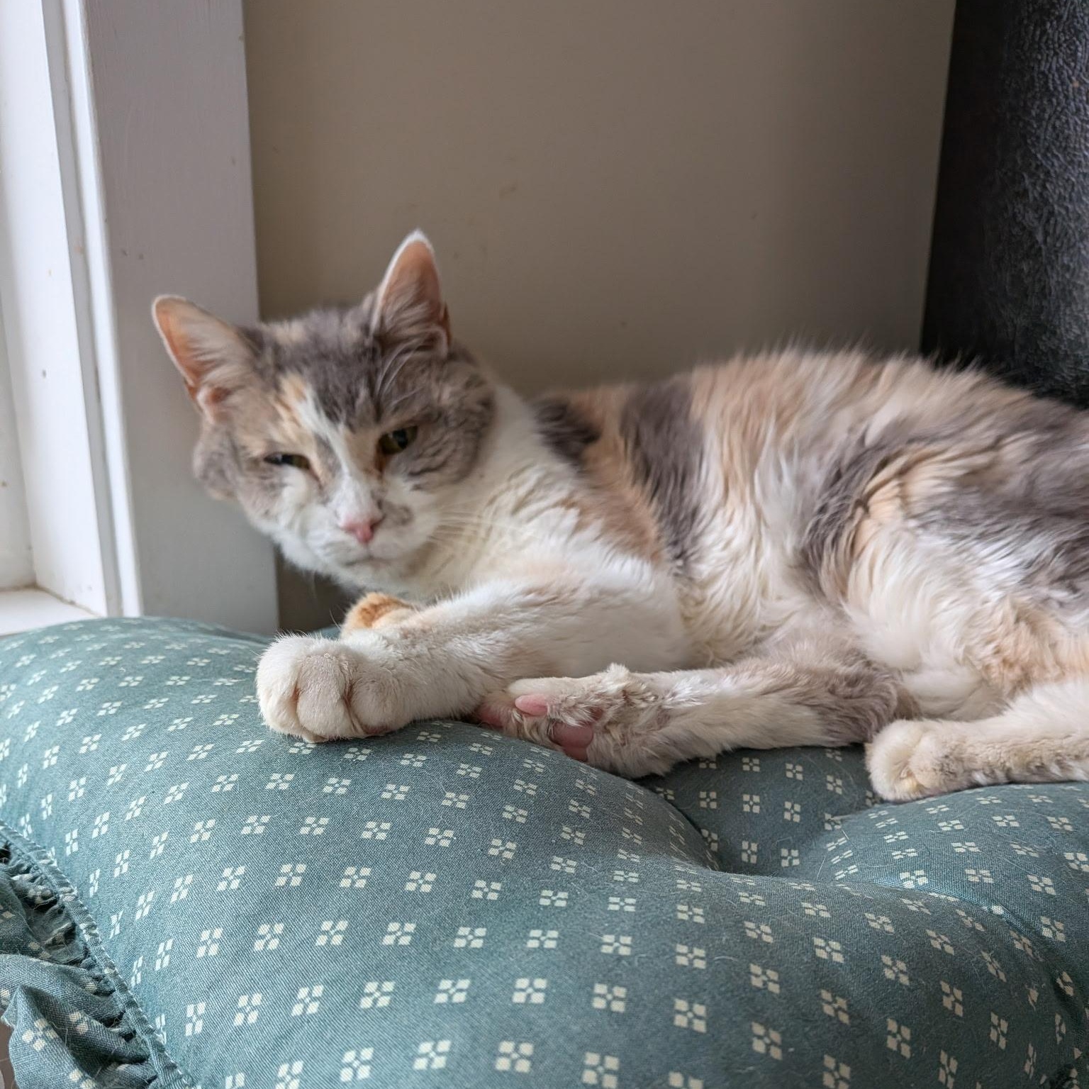 Maven, an adoptable mixed breed in Queenstown, MD image 3/6