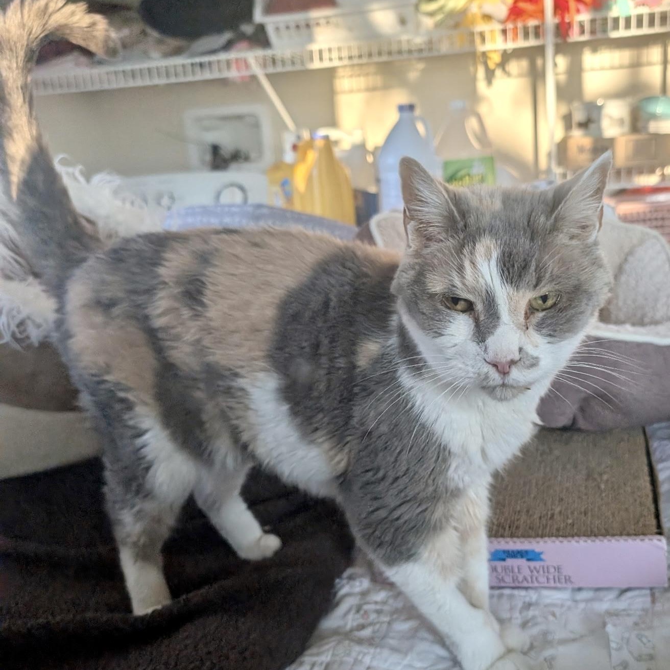 Enlarge Maven, an adoptable mixed breed in Queenstown, MD image 1/5