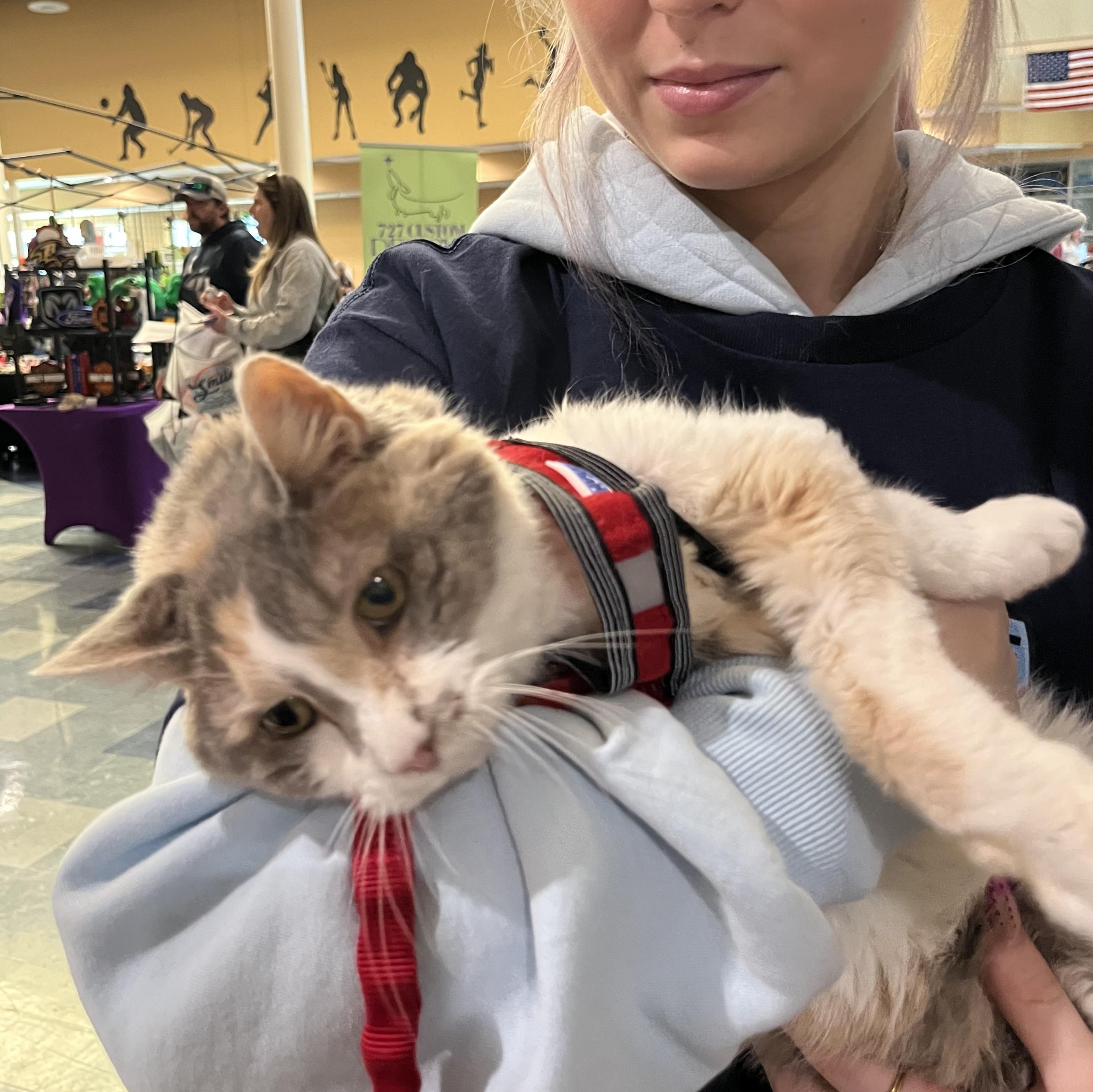 Enlarge Maven, an adoptable mixed breed in Queenstown, MD image 2/6