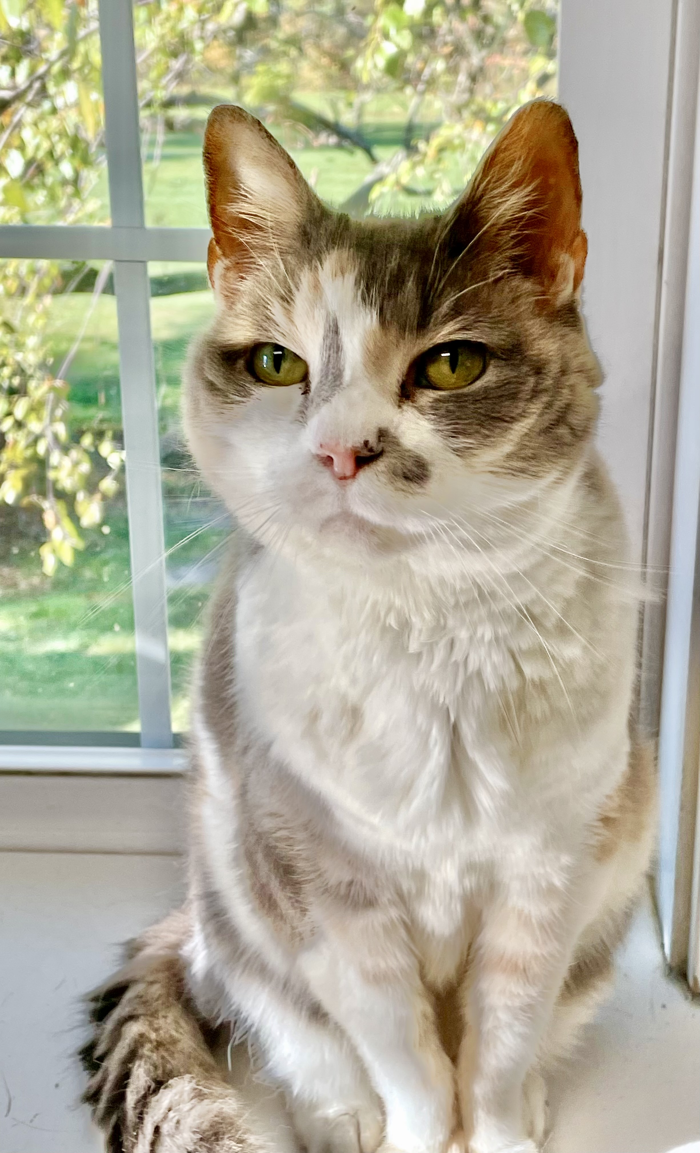 Enlarge Maven, an adoptable mixed breed in Queenstown, MD image 4/5