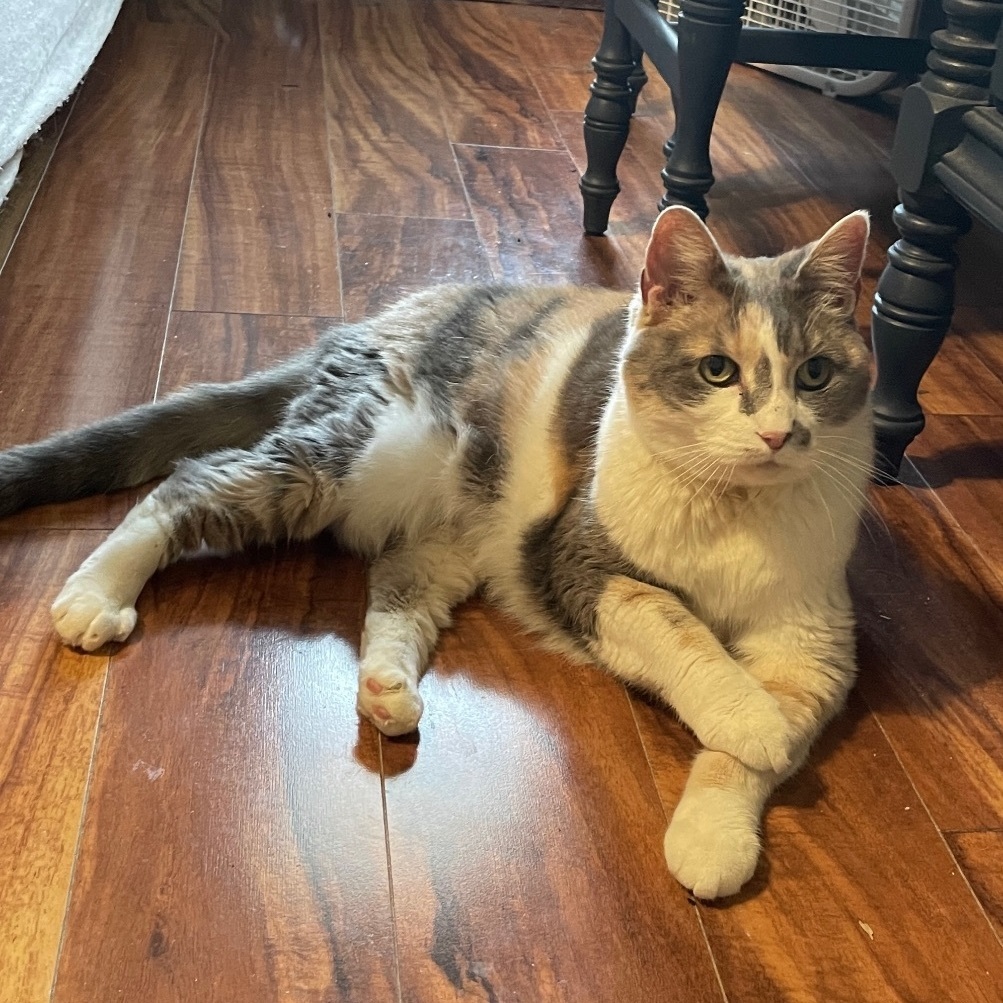 Enlarge Maven, an adoptable mixed breed in Queenstown, MD image 3/5