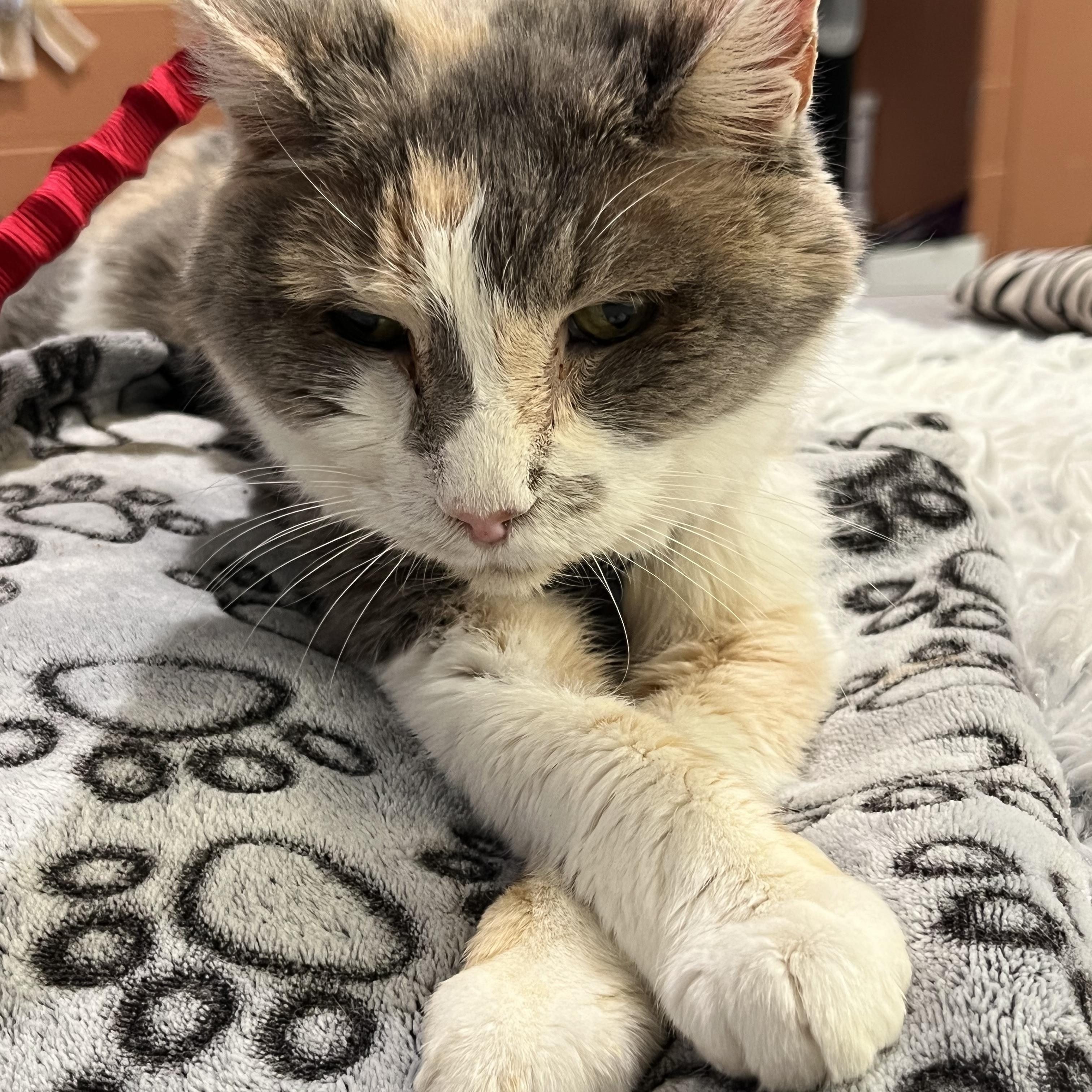 Enlarge Maven, an adoptable mixed breed in Queenstown, MD image 4/6