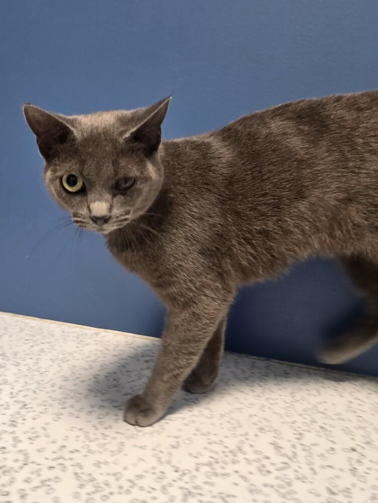 Enlarge Melinda, a Adoptable Domestic Short Hair in Wellington, KS image 1/4