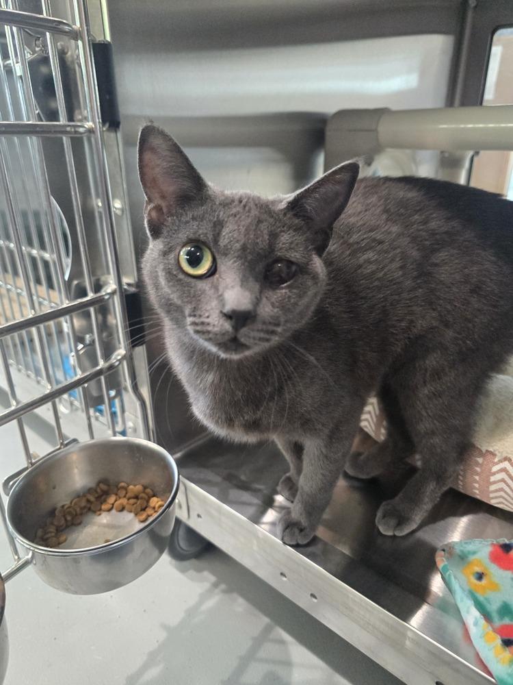 Enlarge Melinda, a Adoptable Domestic Short Hair in Wellington, KS image 2/4