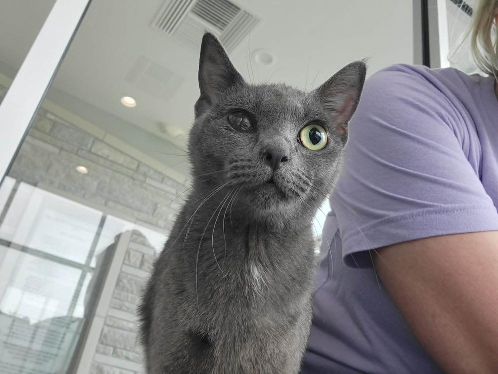 Enlarge Melinda, a Adoptable Domestic Short Hair in Wellington, KS image 3/4