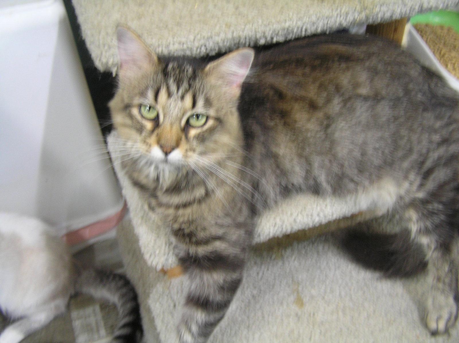 Scarlet, Adoptable, Young Female Domestic Medium Hair.