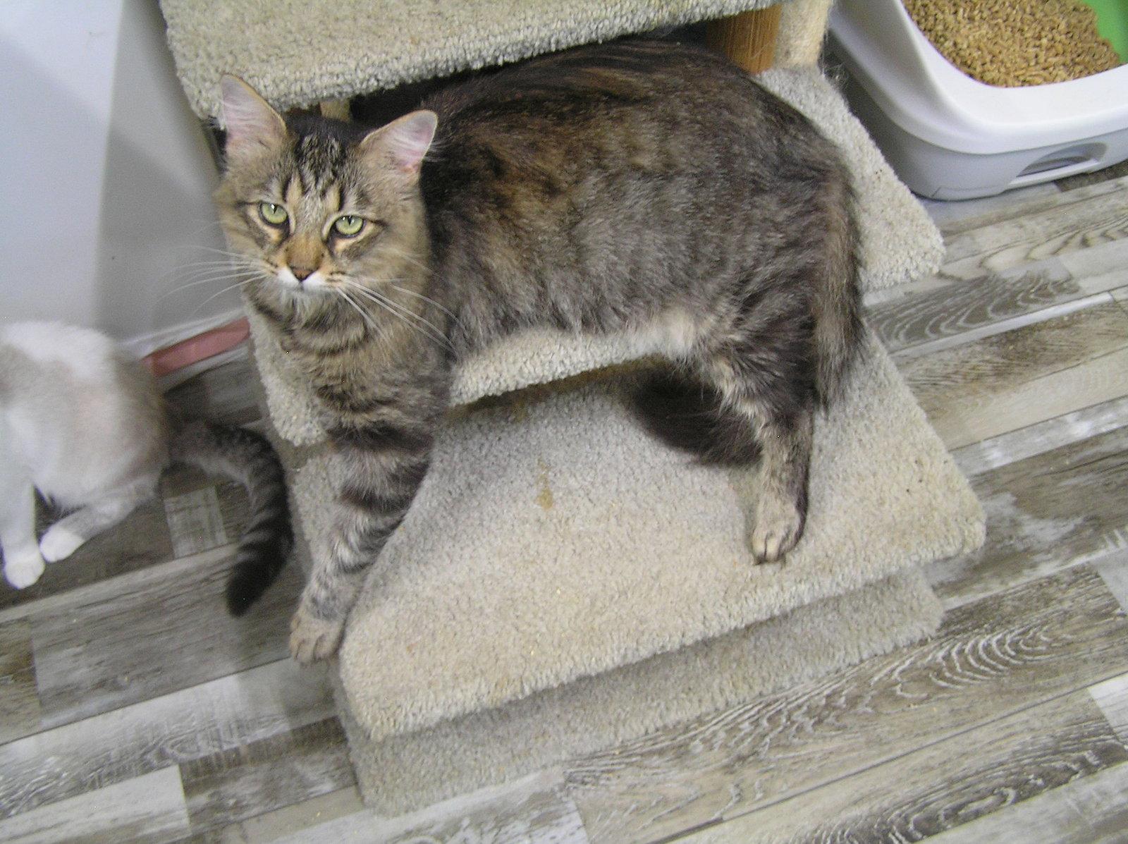 Enlarge Scarlet, a Adoptable Domestic Medium Hair in Crossville, TN image 2/3