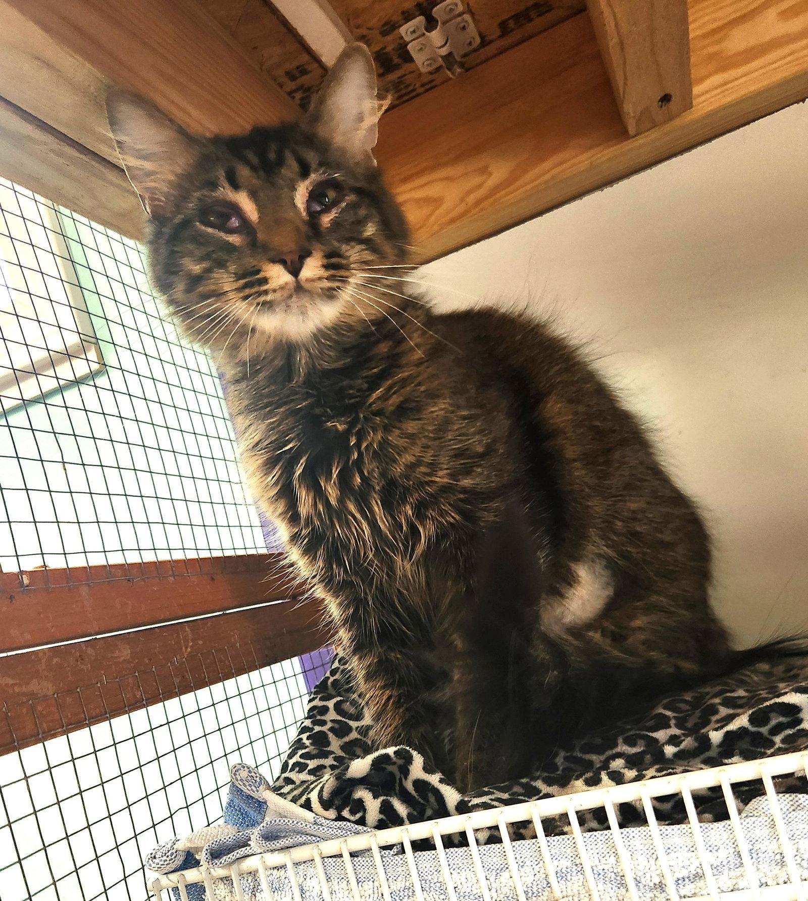 Scarlet, Adoptable, Young Female Domestic Medium Hair.