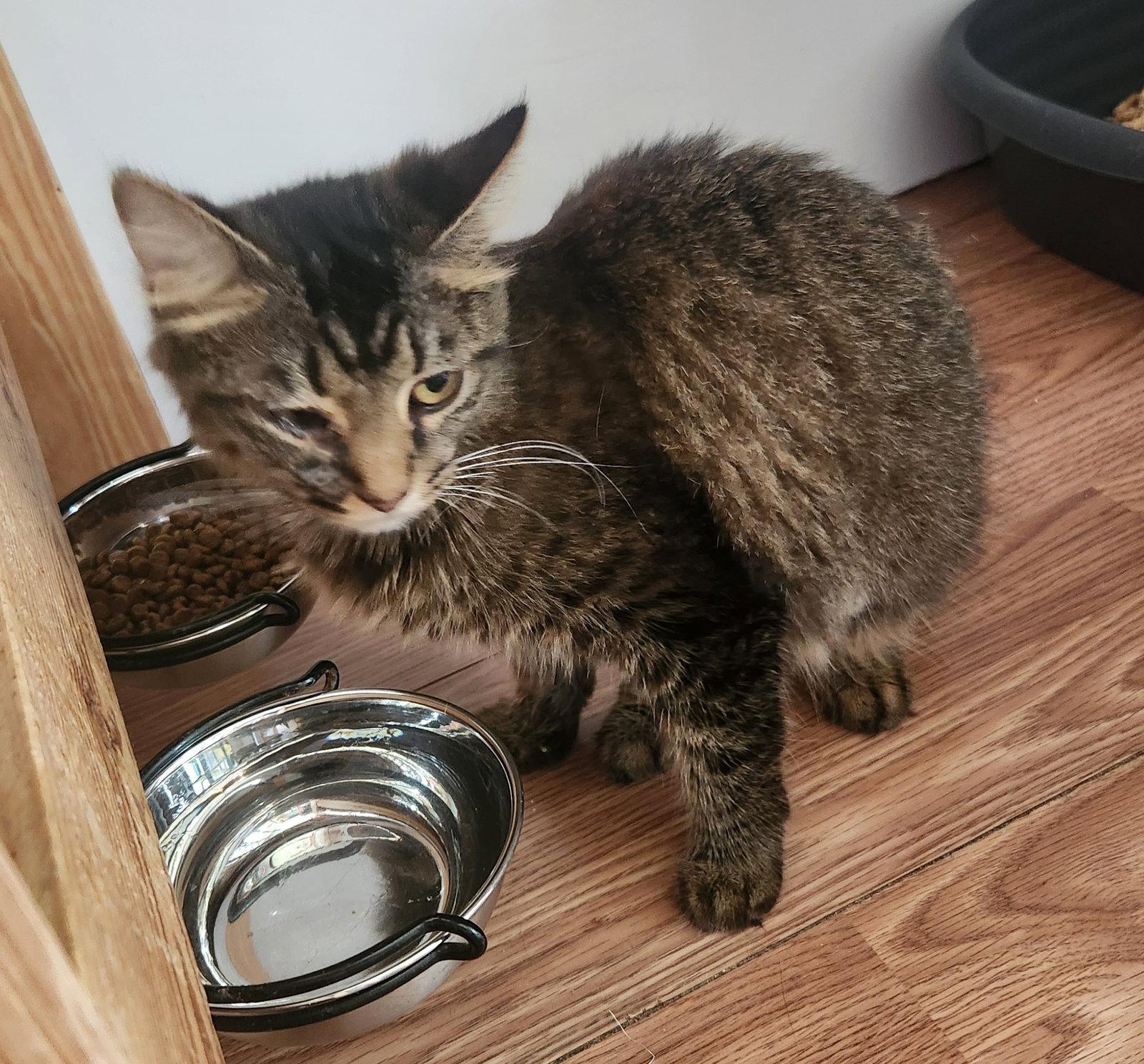 Enlarge Scarlet, a Adoptable Domestic Medium Hair in Crossville, TN image 2/3