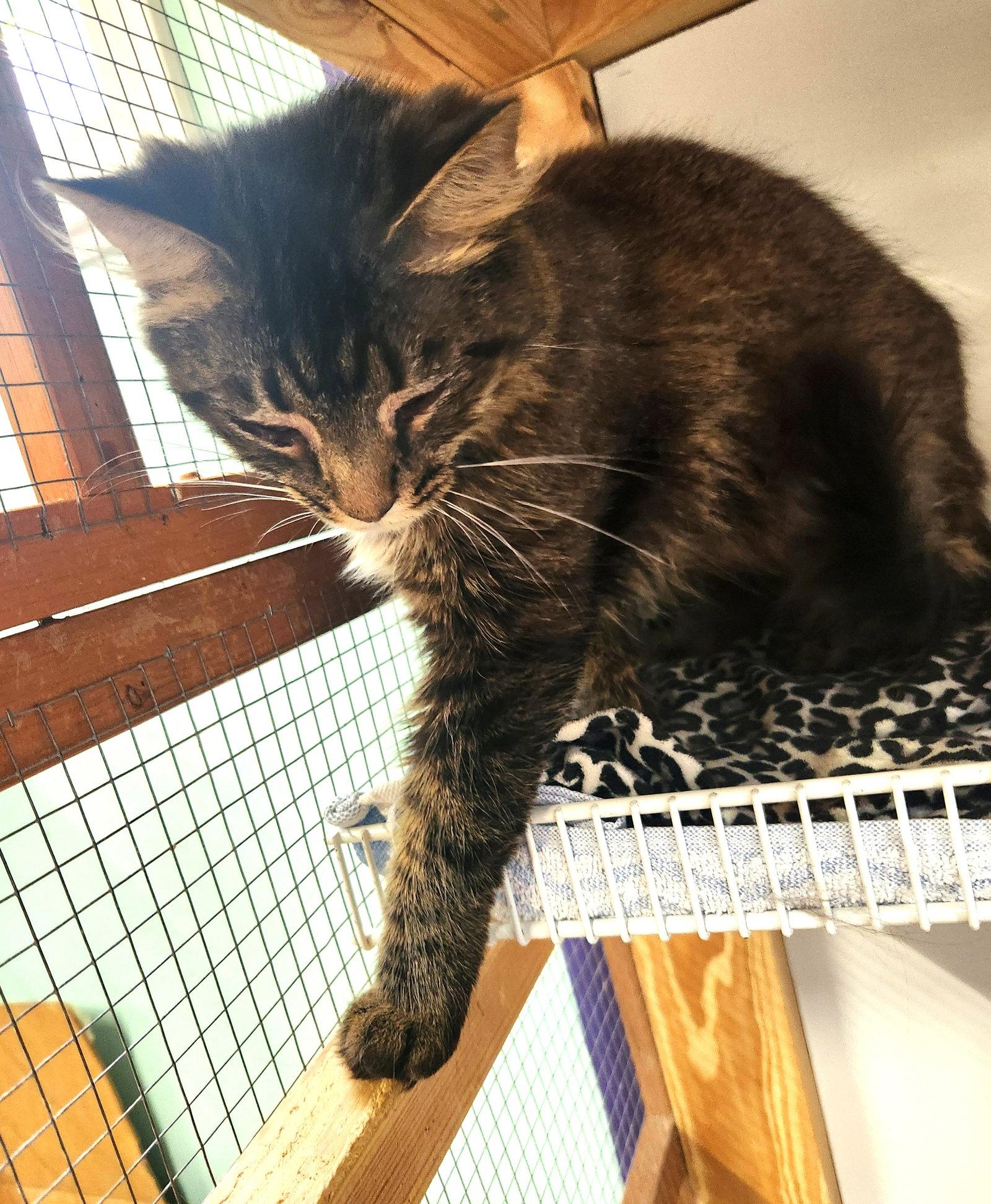 Enlarge Scarlet, a Adoptable Domestic Medium Hair in Crossville, TN image 3/3