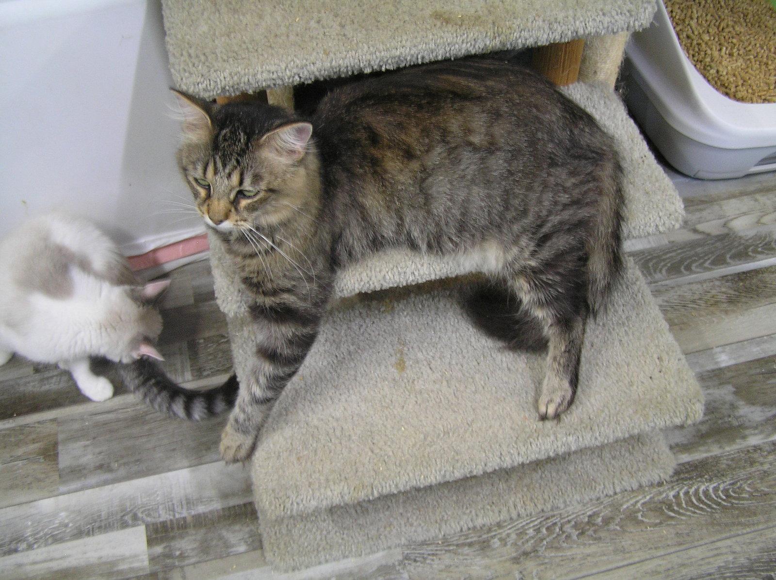 Enlarge Scarlet, a Adoptable Domestic Medium Hair in Crossville, TN image 3/3