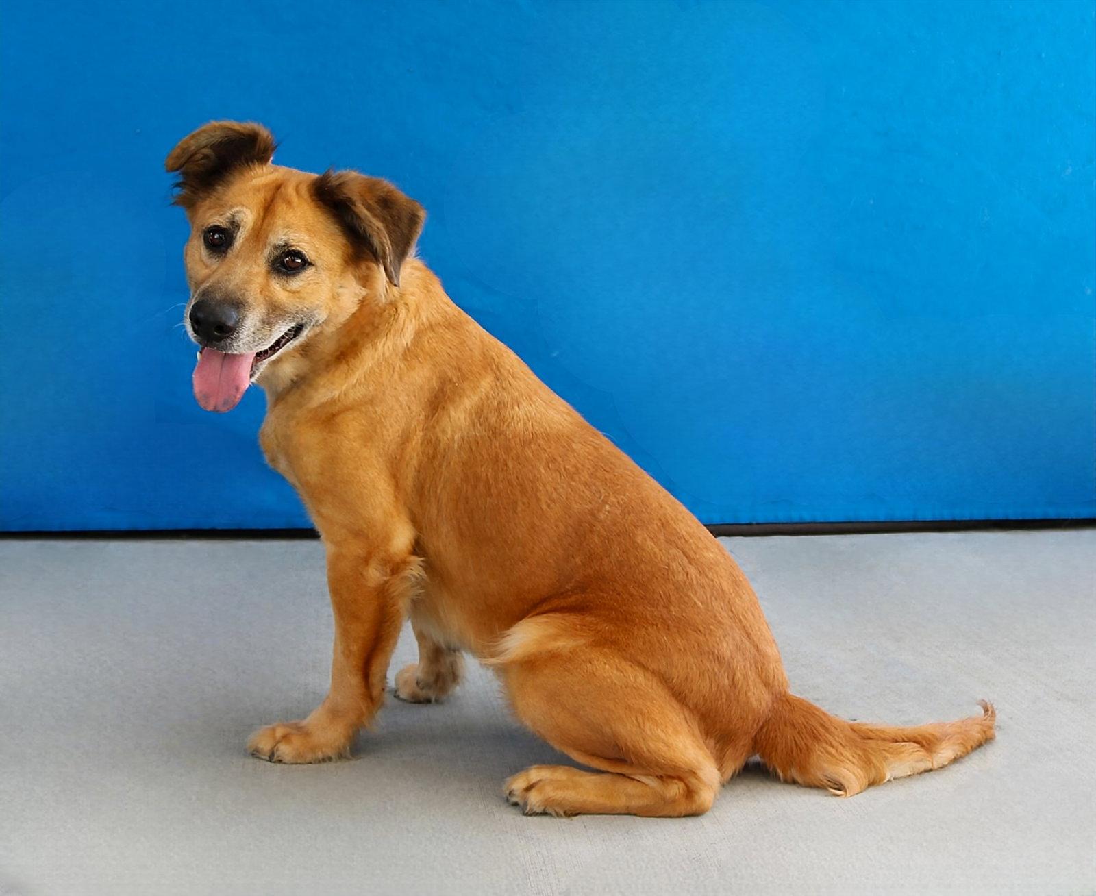 AMORE, Adoptable, Adult Female Terrier.