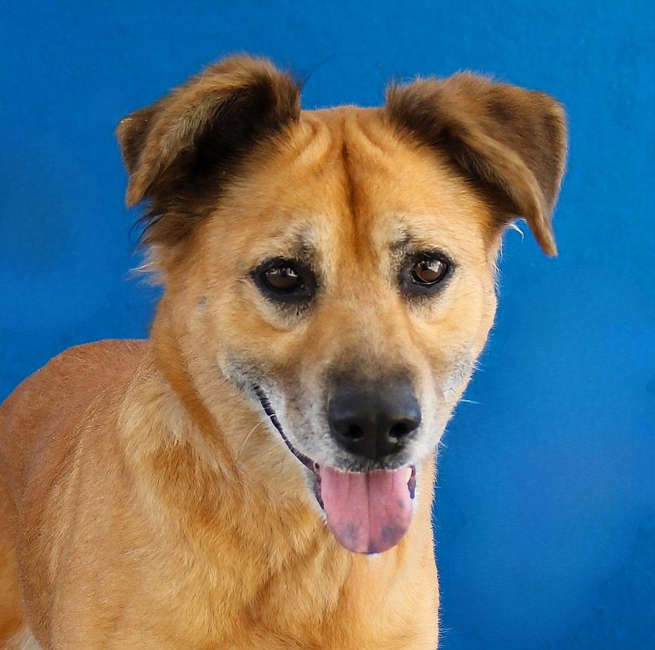 Enlarge AMORE, a Adoptable Terrier in Pasadena, CA image 2/2