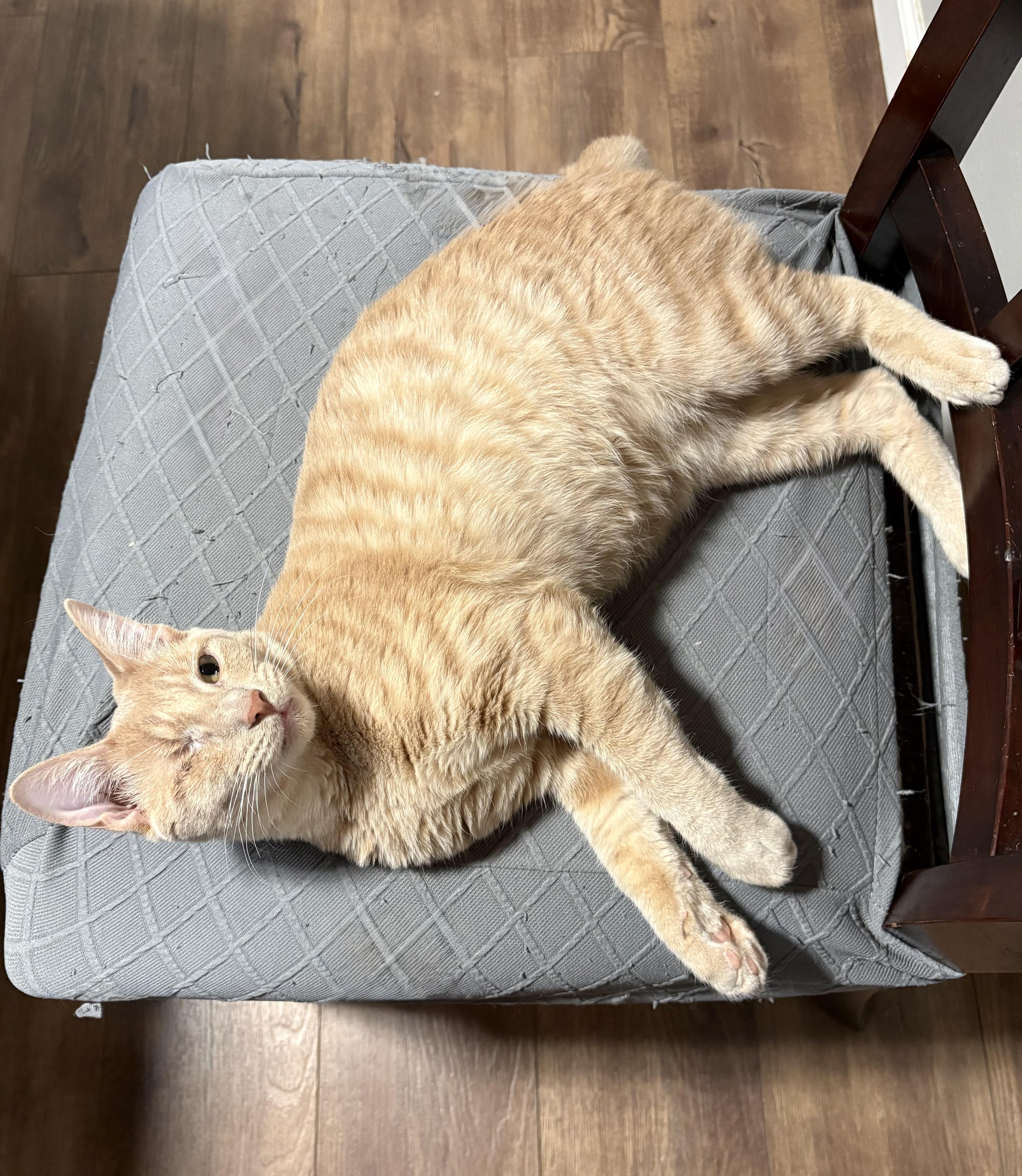 Enlarge Rocky, an adopted Domestic Short Hair in Fort Worth, TX image 3/4