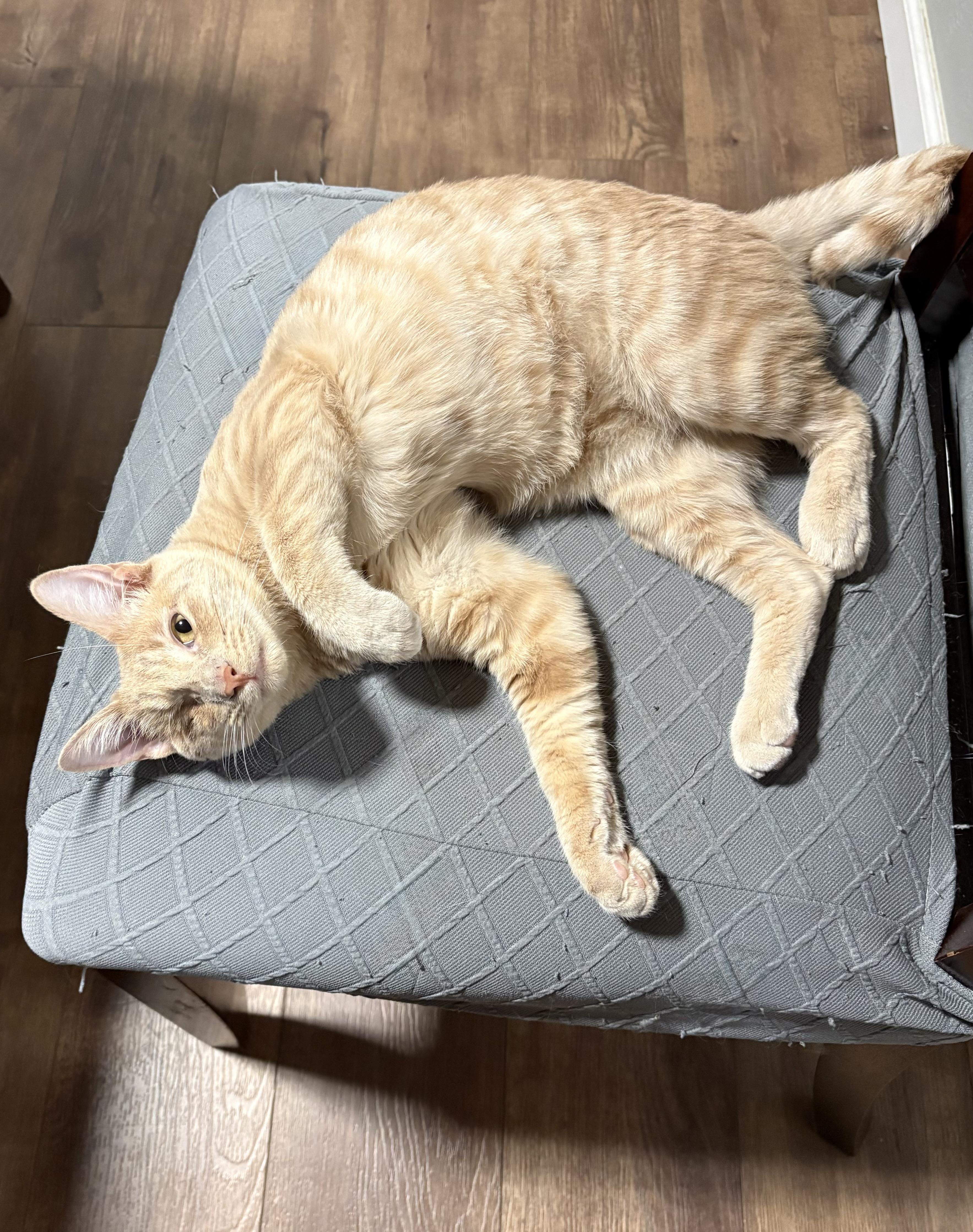 Enlarge Rocky, an adopted Domestic Short Hair in Fort Worth, TX image 2/4