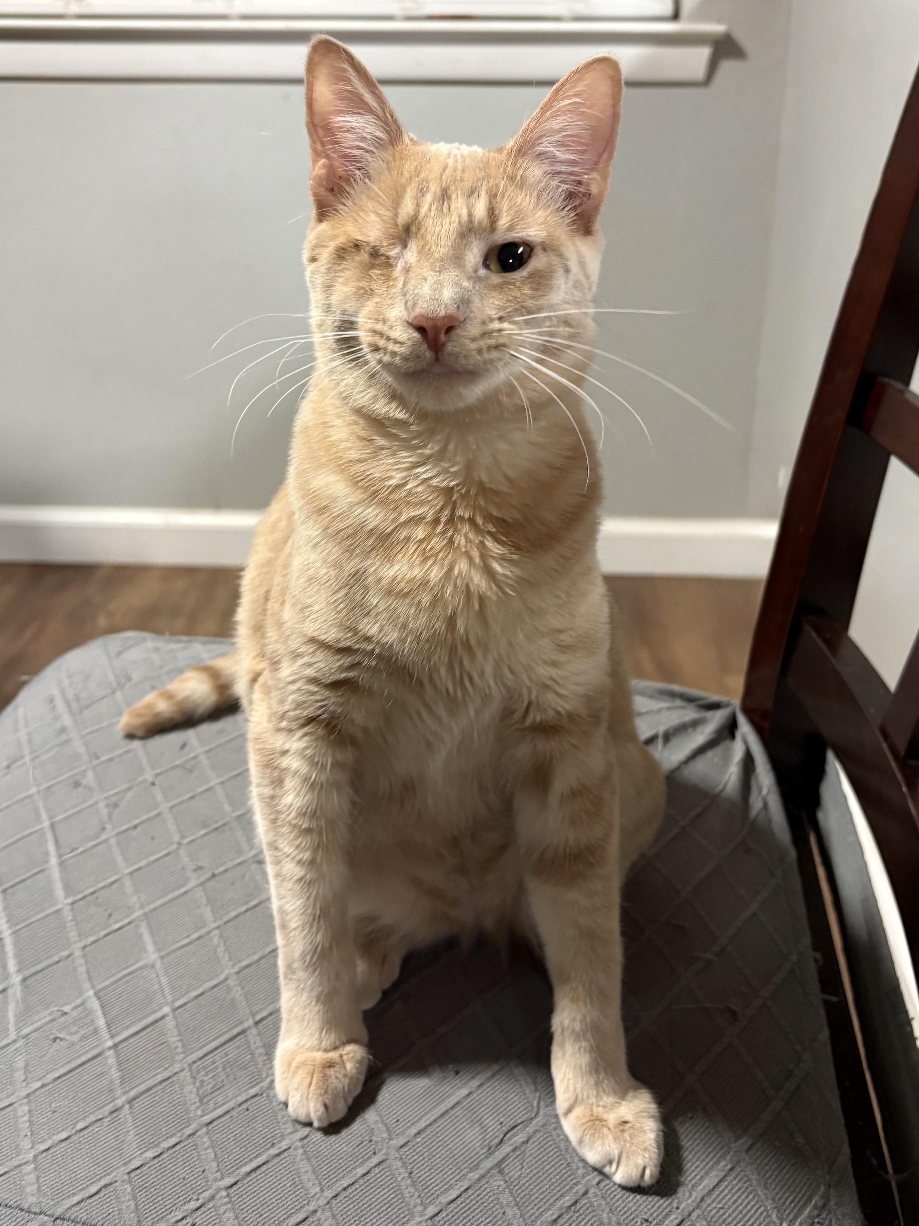 Enlarge Rocky, an adopted Domestic Short Hair in Fort Worth, TX image 1/4