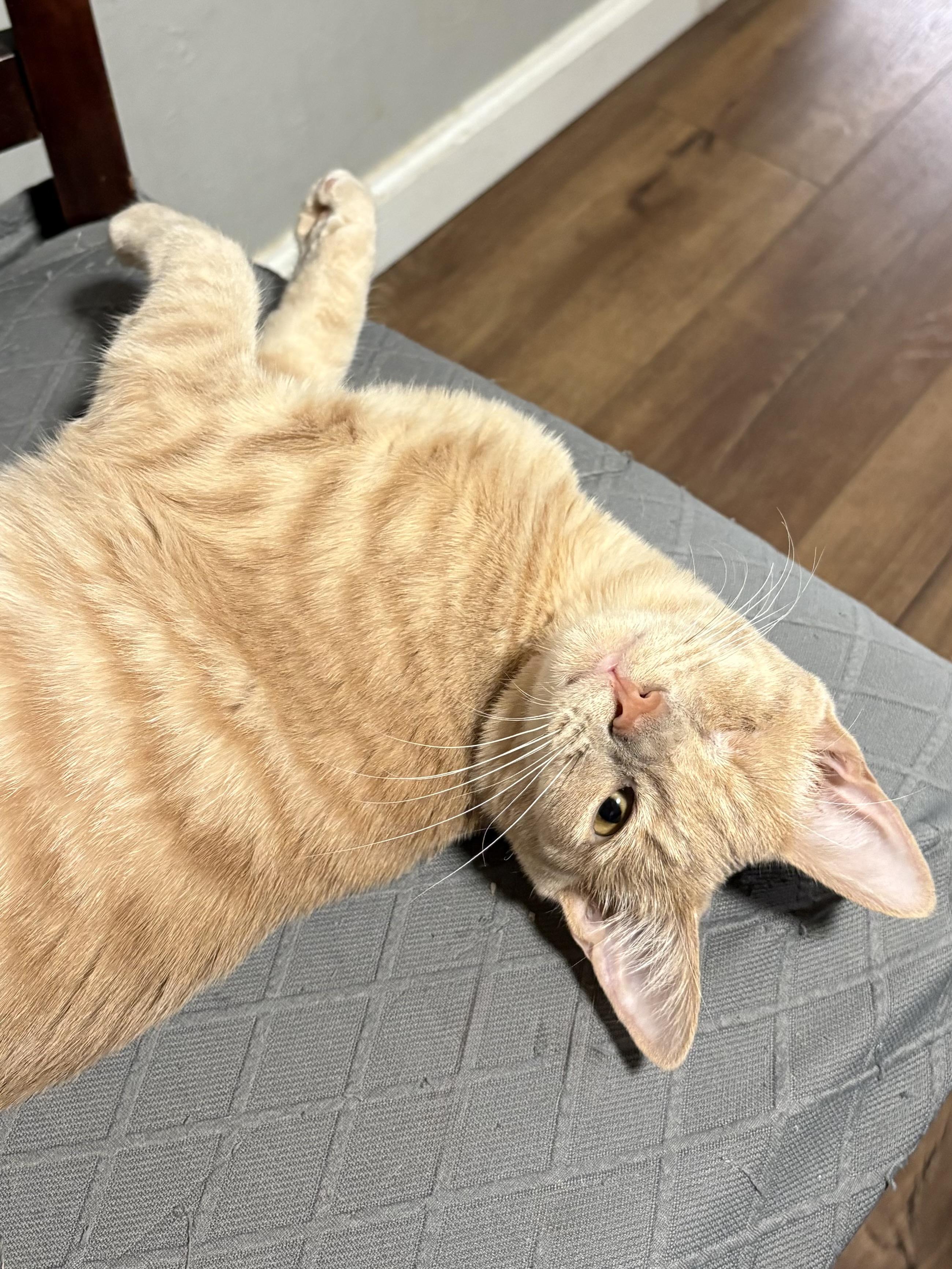 Enlarge Rocky, an adopted Domestic Short Hair in Fort Worth, TX image 4/4