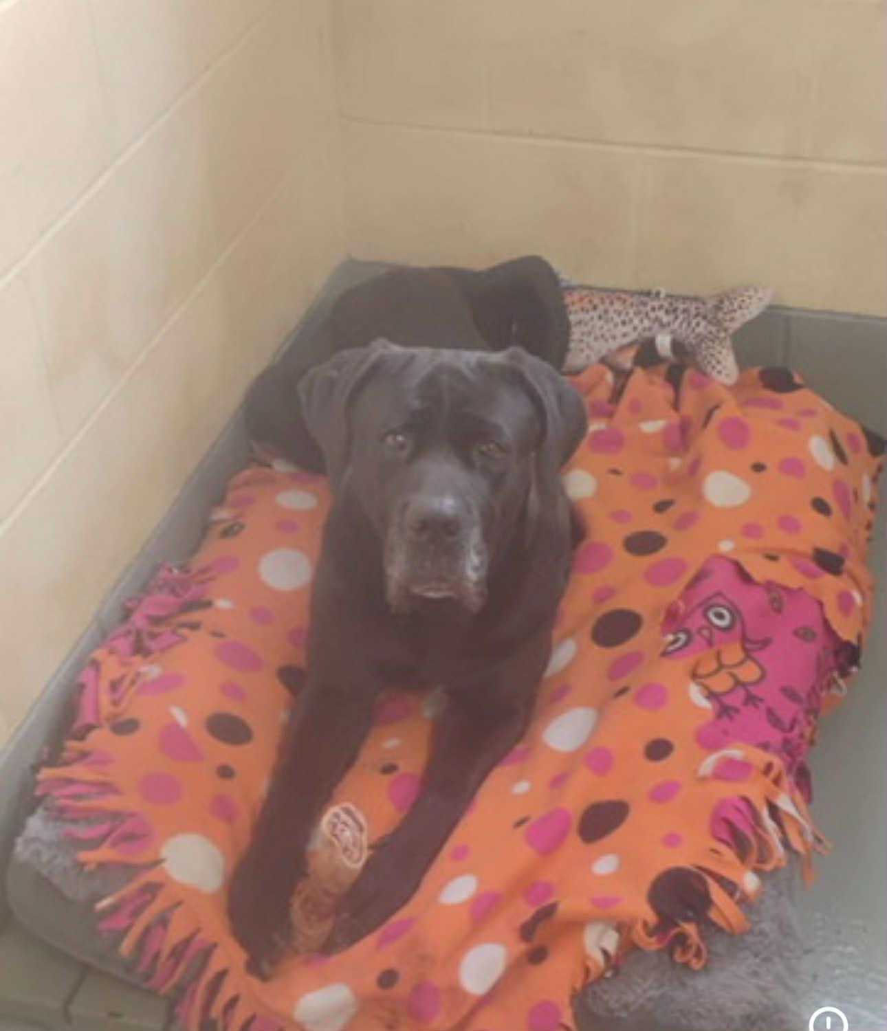 Mazikeen, ADOPTABLE, Adult Female Mastiff.