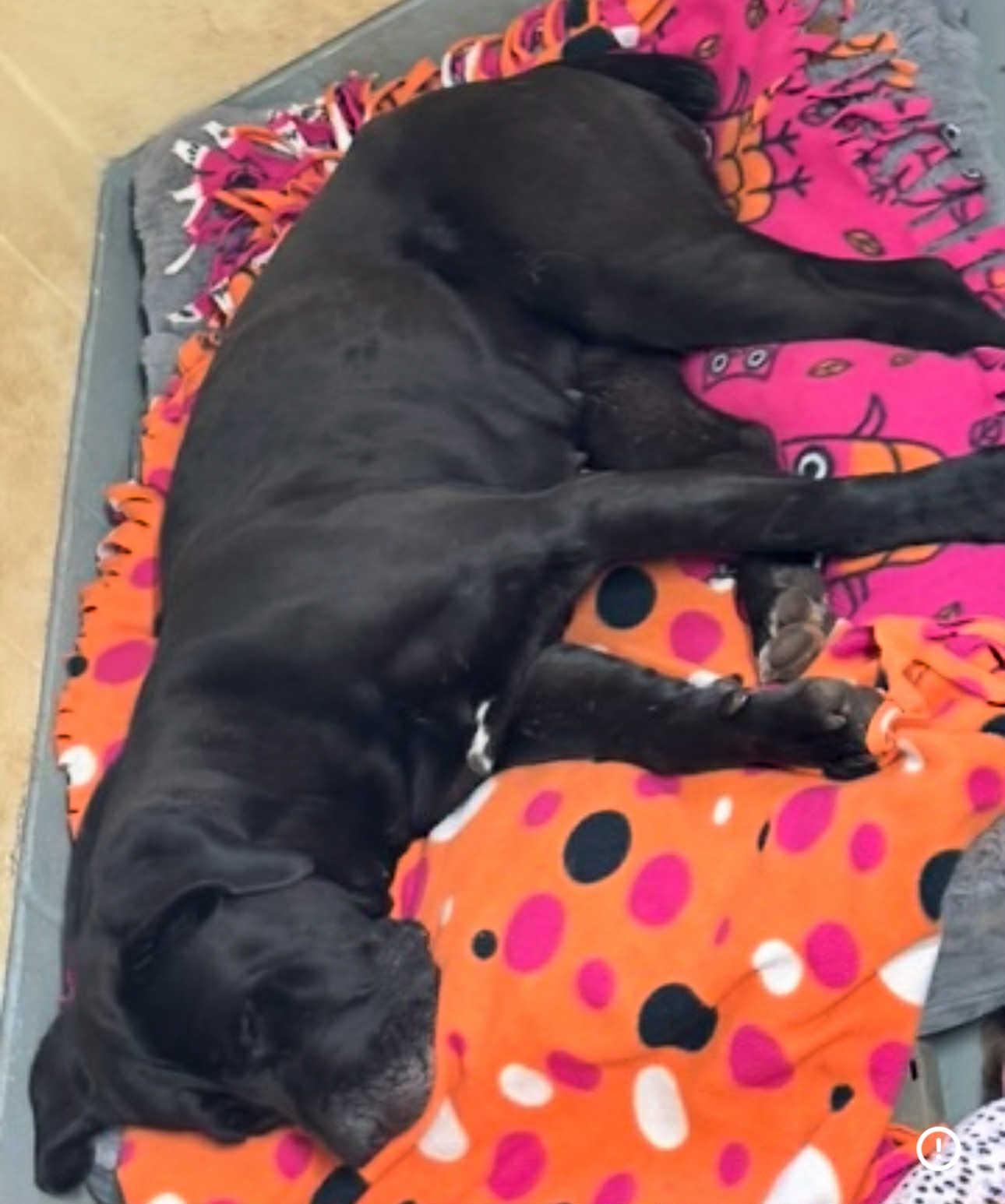 Enlarge Mazikeen, a ADOPTABLE Mastiff in Franklin, KY image 2/4