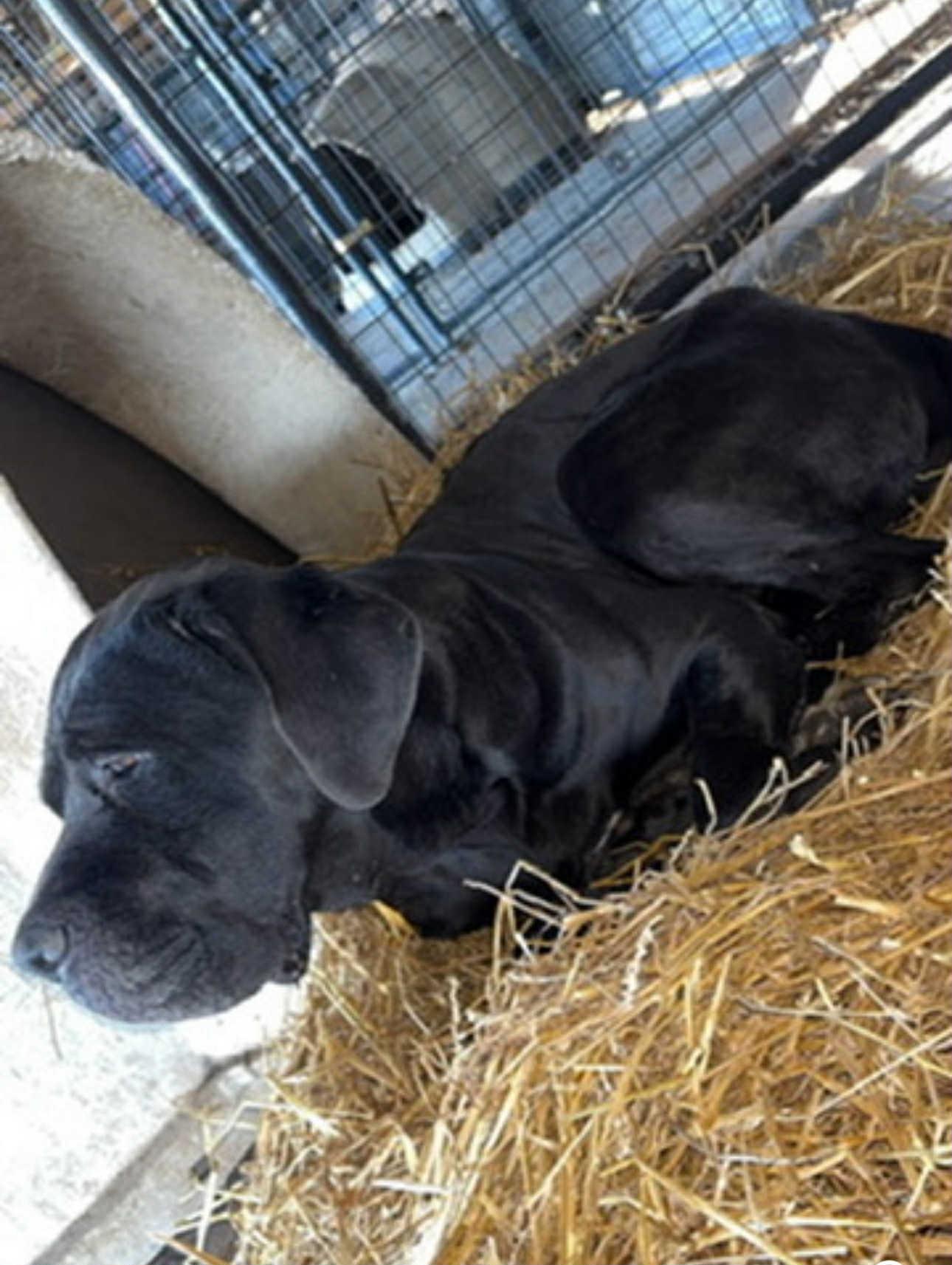 Enlarge Mazikeen, a ADOPTABLE Mastiff in Franklin, KY image 3/4