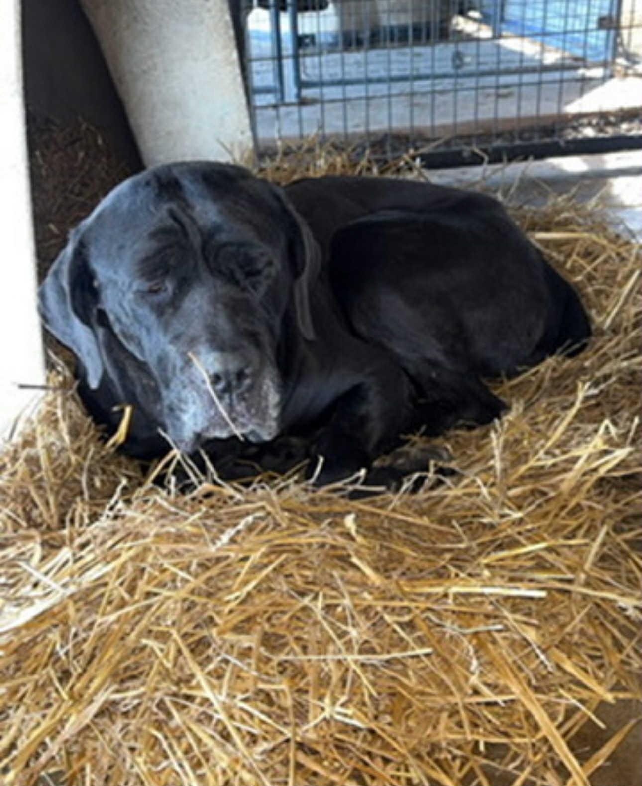 Enlarge Mazikeen, a ADOPTABLE Mastiff in Franklin, KY image 4/4