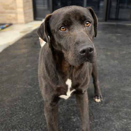 Enlarge Mica, a Adoptable Black Labrador Retriever in Smithfield, NC image 1/1