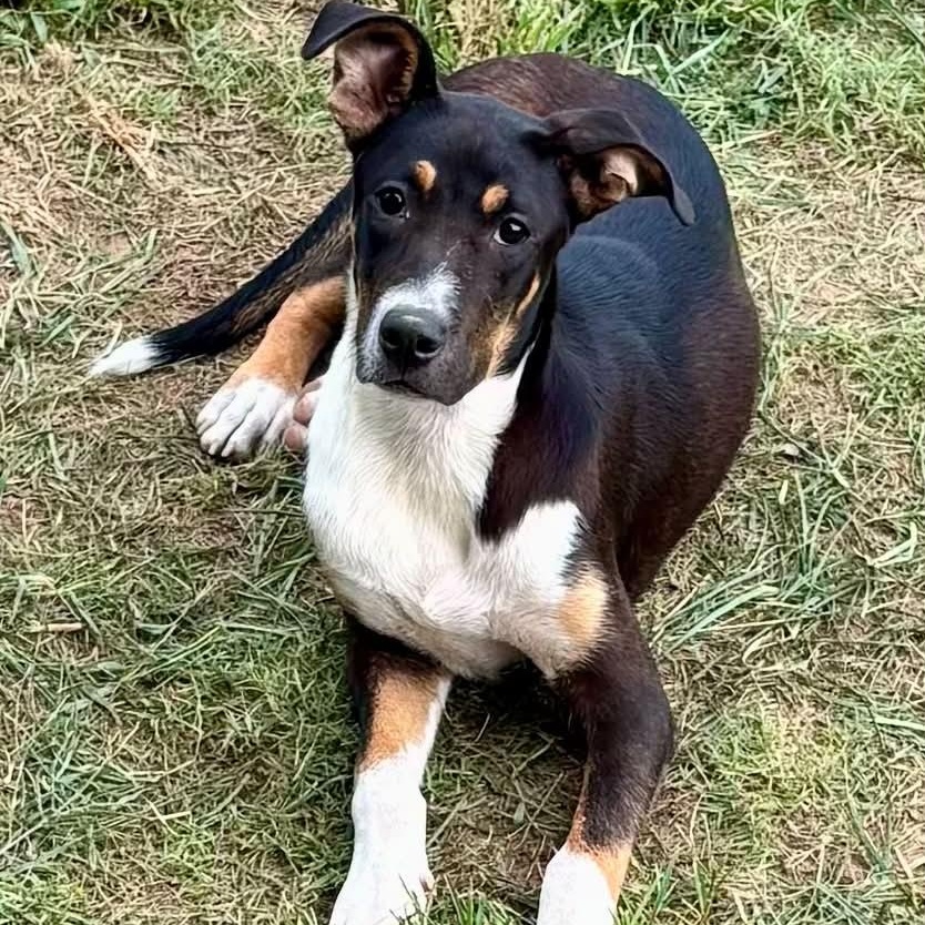 Enlarge Clea, a ADOPTABLE mixed breed in Burlington, CT image 4/5