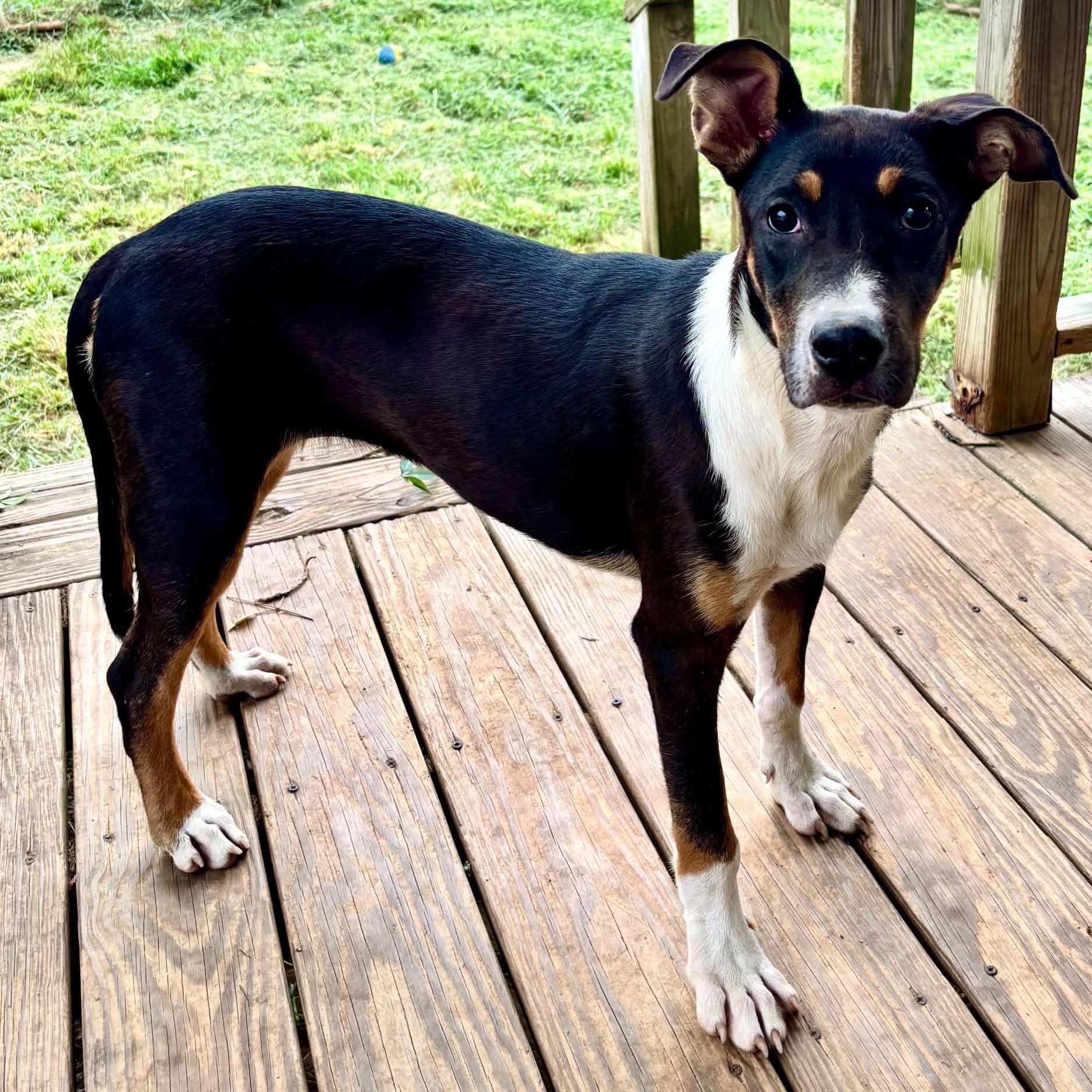 Enlarge Clea, a ADOPTABLE mixed breed in Burlington, CT image 2/5