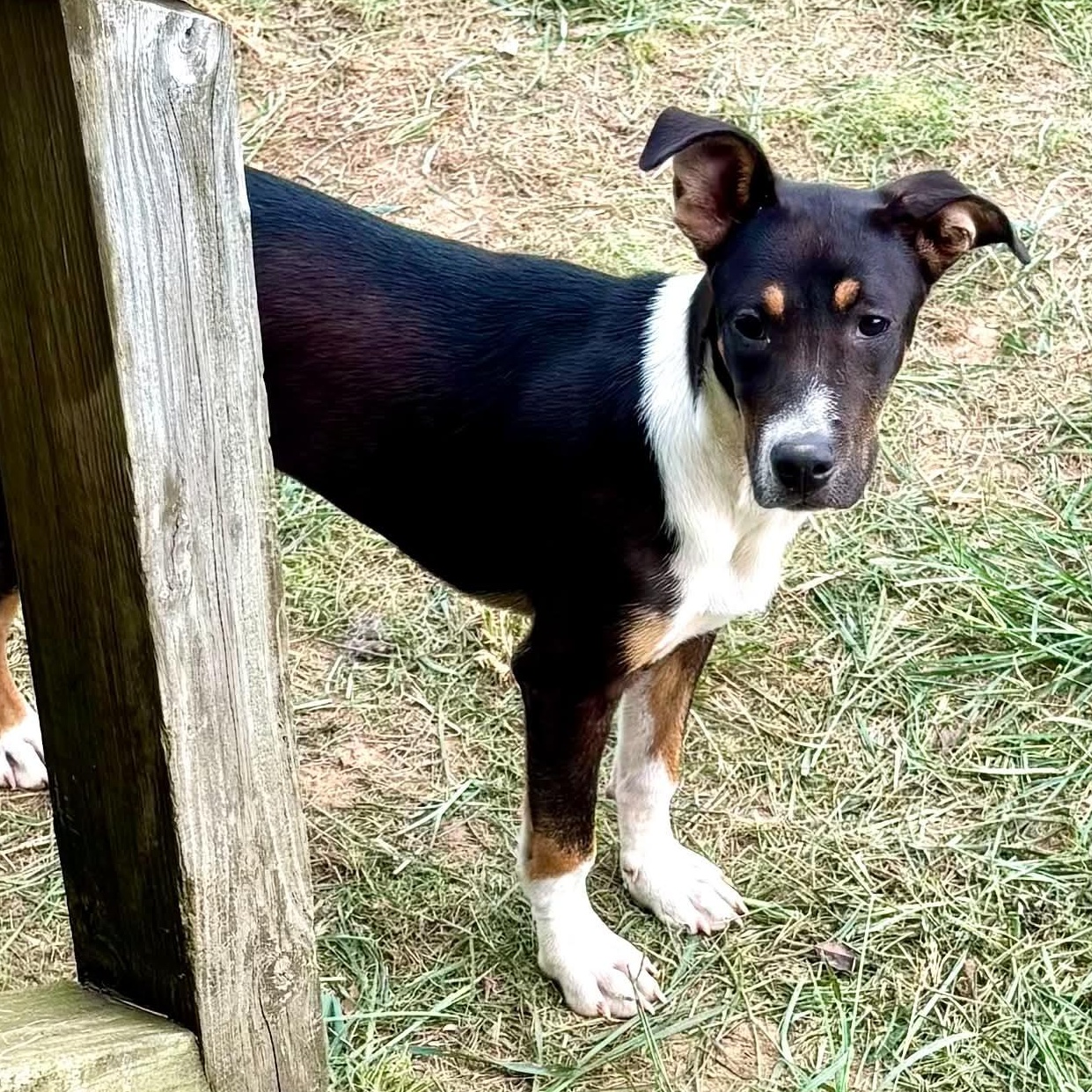 Enlarge Clea, a ADOPTABLE mixed breed in Burlington, CT image 3/5