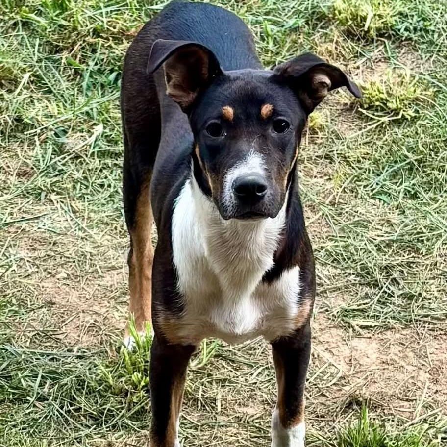 Enlarge Clea, a ADOPTABLE mixed breed in Burlington, CT image 1/5