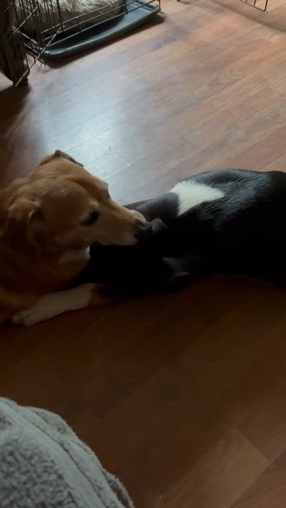 Enlarge Clea, a ADOPTABLE mixed breed in Burlington, CT video 5/5