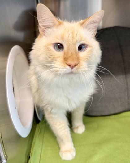 Enlarge Levi, a Adoptable mixed breed in Saint Petersburg, FL image 1/3